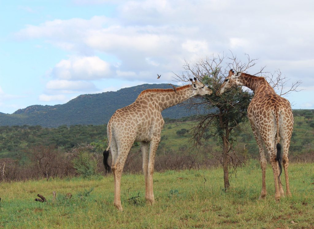 safari en sudáfrica
