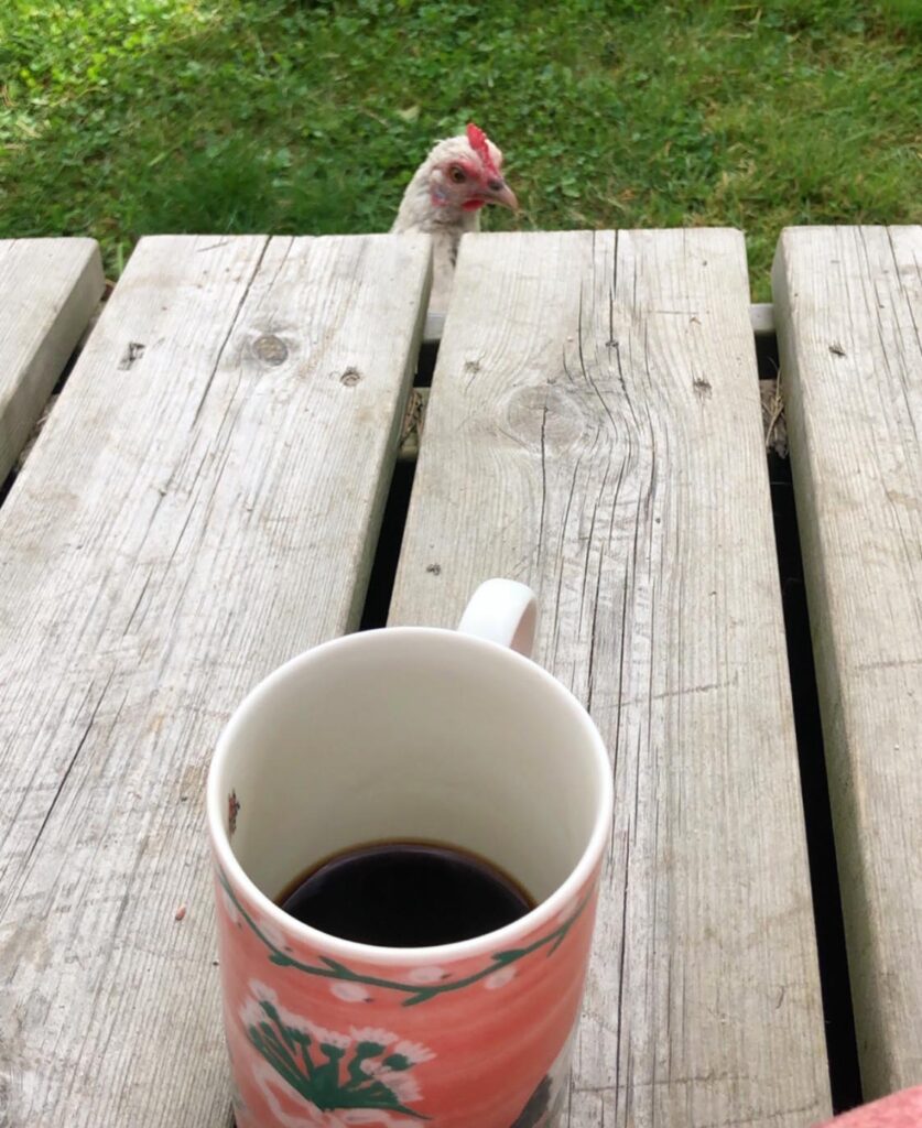 pollo en la taza de café del jardín